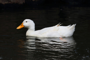 white duck sitting in water