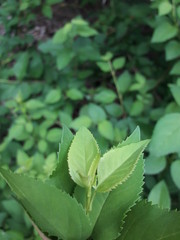 Leafs Of The Natural Garden