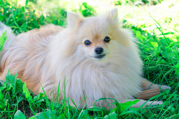 White cute German Pomeranian spitz dog protects his bone.stick for brushing teeth. daily oral care. hard to reach teeth.