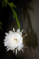 Epiphyllum oxypetalum