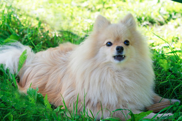 German Pomeranian spitz dog protects his bone.stick for brushing teeth. daily oral care. hard to reach teeth.  security guard.