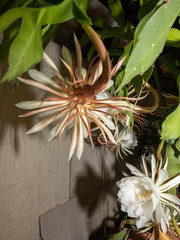 Epiphyllum oxypetalum