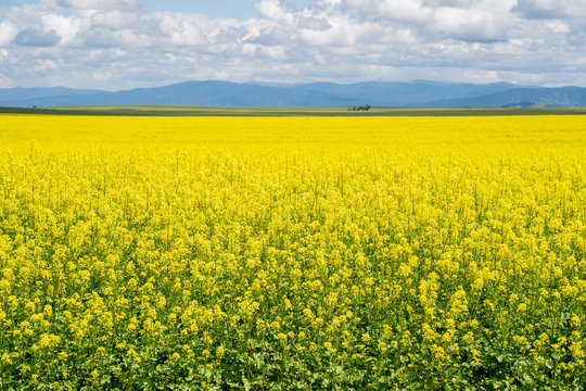 Seemingly endless field of yellow mustard plants in bloom in the Palouse region of Western Idaho