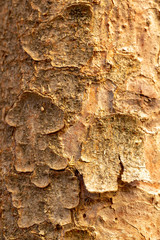 bark closeup 4