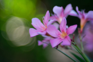 Pink flowers over bubble bokeh background
