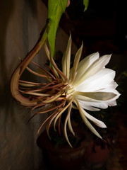 Epiphyllum oxypetalum