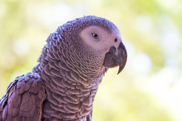 African Gray Parrot