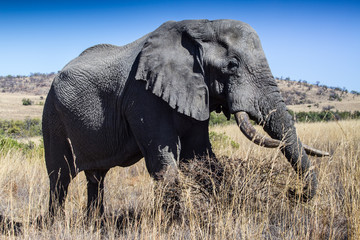 Fototapeta na wymiar African Elephant