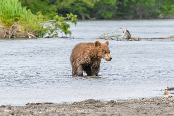 Obraz premium Ruling the landscape, brown bears of Kamchatka (Ursus arctos beringianus)