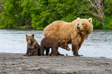 Ruling the landscape, brown bears of Kamchatka (Ursus arctos beringianus)