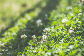 Flowers and Grass