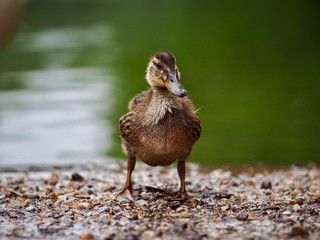 mallard duck
