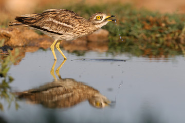 Stone-curlew, birds, Burhinus oedicnemus