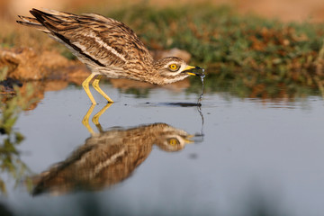 Stone-curlew, Burhinus oedicnemus