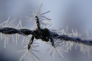 Stacheldrahtzaun im Frost