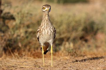 Stone-curlew, Burhinus oedicnemus, birds