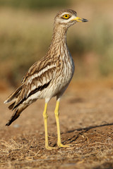 Stone-curlew, Burhinus oedicnemus, birds