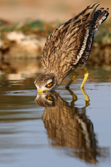 Stone-curlew, Burhinus oedicnemus, bird