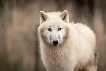 Fotobehang Portret van witte wolf in het bos © AB Photography