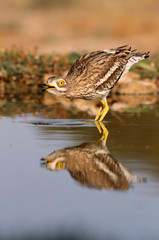 Stone-curlew, Burhinus oedicnemus, birds