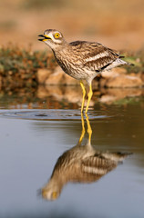 Stone-curlew, Burhinus oedicnemus