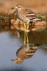 Stone-curlew, Burhinus oedicnemus, birds