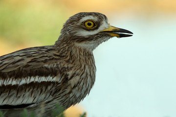 Stone-curlew, Burhinus oedicnemus