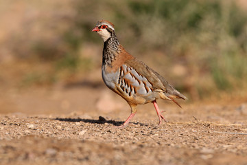 Red legged partridge, Alectoris rufa, partridge