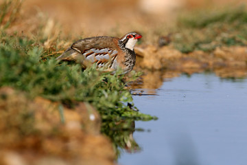 Red legged partridge, Alectoris rufa, partridge