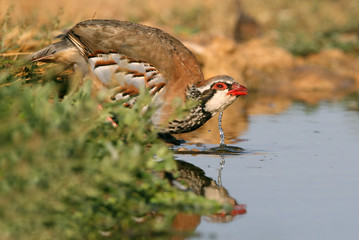Red legged partridge, Alectoris rufa, partridge