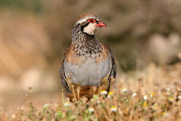 Red legged partridge, Alectoris rufa, partridge