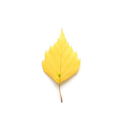 Autumn leaf isolated on white background. - Image
