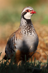Red legged partridge, Alectoris rufa, partridge