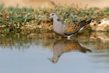 European turtle Dove drinking in a lagoon in summer