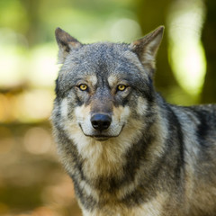 Naklejka na ściany i meble Portrait of grey wolf in the forest