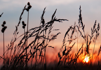 Field wild grass silhuette on sunset sunlight.