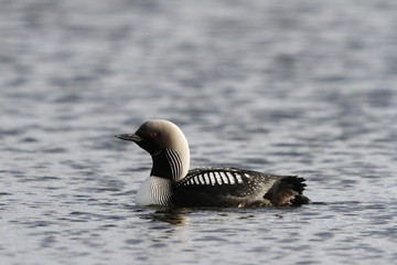 Lone adult Pacific Loon or Pacific Diver (Gavia pacifica) in breeding plumage swimming in arctic waters, near Arviat Nunavut, Canada