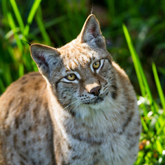 Fototapeta premium Portrait of lynx