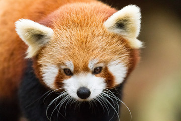 Red Panda in the tree