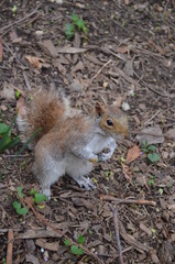 Retrato de um esquilo