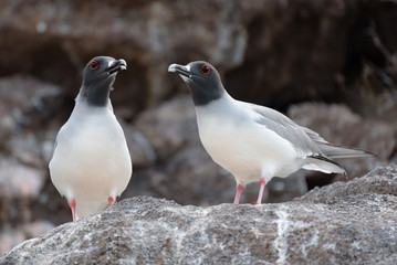 Two Swallow Tailed Gull on North Seymour, Galapagos Islands, Ecuador, South America.
