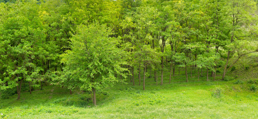 Fototapeta na wymiar Forest in spring with green trees and bright day. Wide photo .