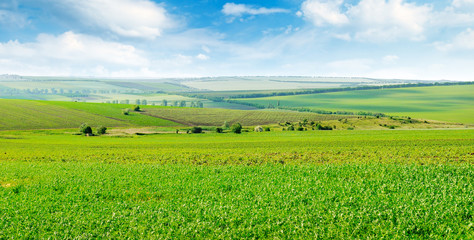 Picturesque green field and blue sky with light clouds. Wide photo.