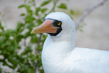 Close Up Nazca Booby on Genovesa Island, Galapagos Islands, Ecuador, South America.