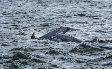 Obraz premium Bottlenose Dolphin In The Moray Firth At Chanonry Point Near Inverness In Scotland