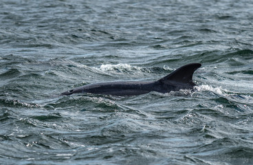 Obraz premium Bottlenose Dolphin In The Moray Firth At Chanonry Point Near Inverness In Scotland
