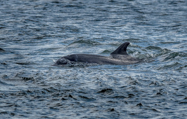 Fototapeta premium Bottlenose Dolphin In The Moray Firth At Chanonry Point Near Inverness In Scotland