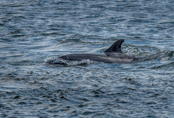 Bottlenose Dolphin In The Moray Firth At Chanonry Point Near Inverness In Scotland