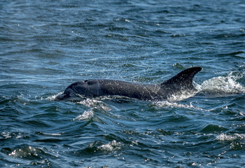 Fototapeta premium Bottlenose Dolphin In The Moray Firth At Chanonry Point Near Inverness In Scotland