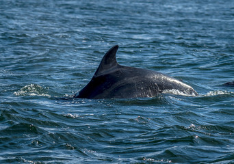 Bottlenose Dolphin In The Moray Firth At Chanonry Point Near Inverness In Scotland